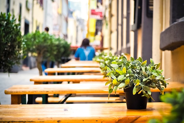 Cozy Vegan Bistros – A Taste of Home